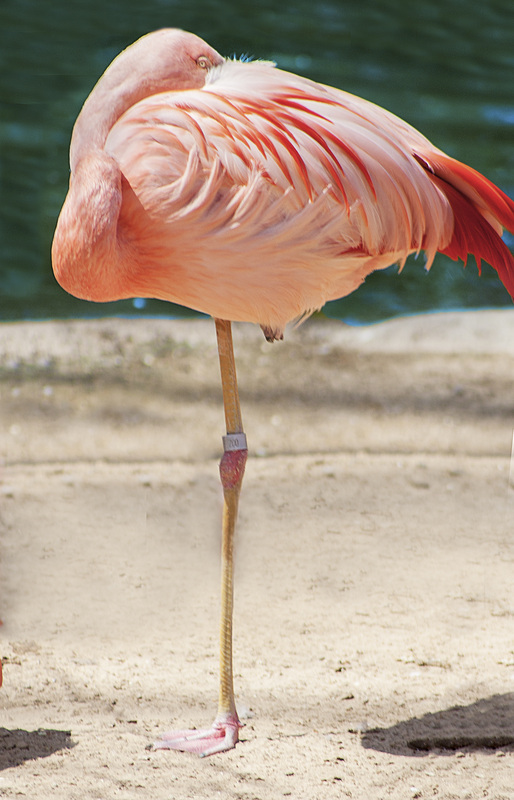 Pink Flamingo Austin Texas photography