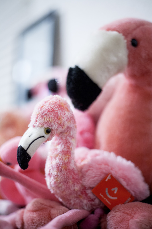Pink Flamingo Austin Texas photography